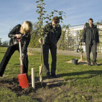 Plantning af æbletræ i Randers regnskov