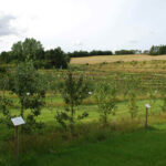Pometet i Viborg