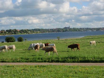 Køer på marken © Veddelev Landsbylaug
