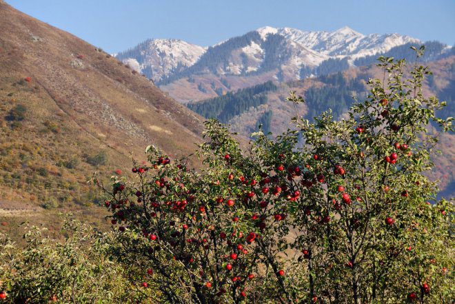 Æbler i Kazakhstan. Kilde: Wikipedia
