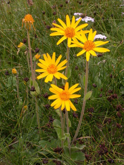 Guldblomme (Arnica Montana). Kilde: Wikipedia/Barbara Studer