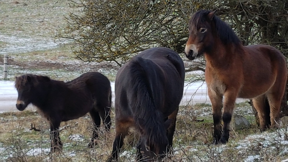 Exmoor Ponies på Mols © Morten DD.